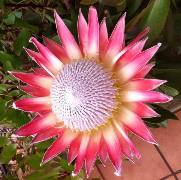 Protea Cottage Джордж Екстериор снимка